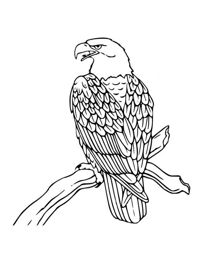 Eagle Animal Coloring Pages