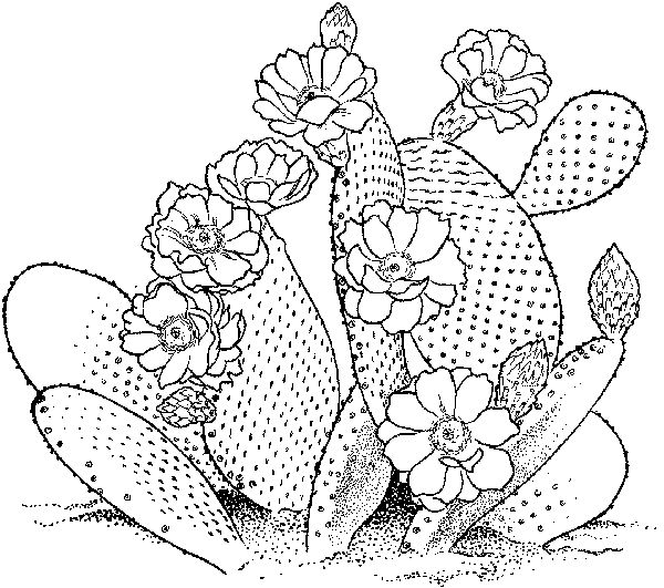 Easy Cactus Coloring Pages for Adults