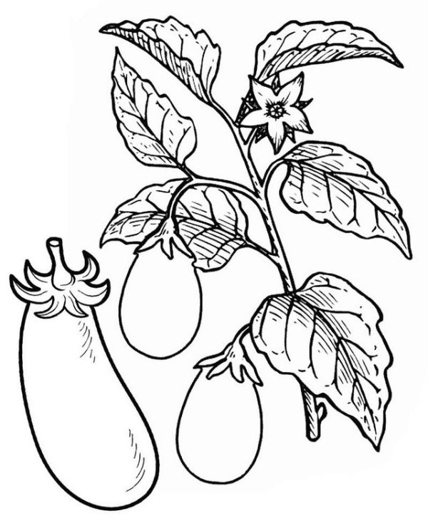 Eggplant Tree Vegetable Coloring Page