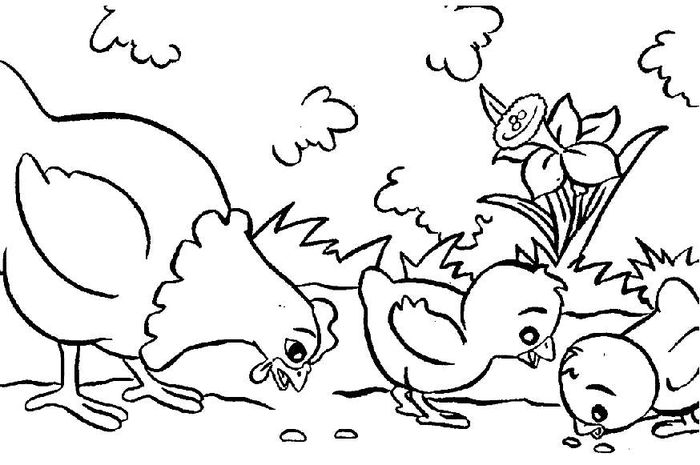 Farm Animal Coloring Pages Hen