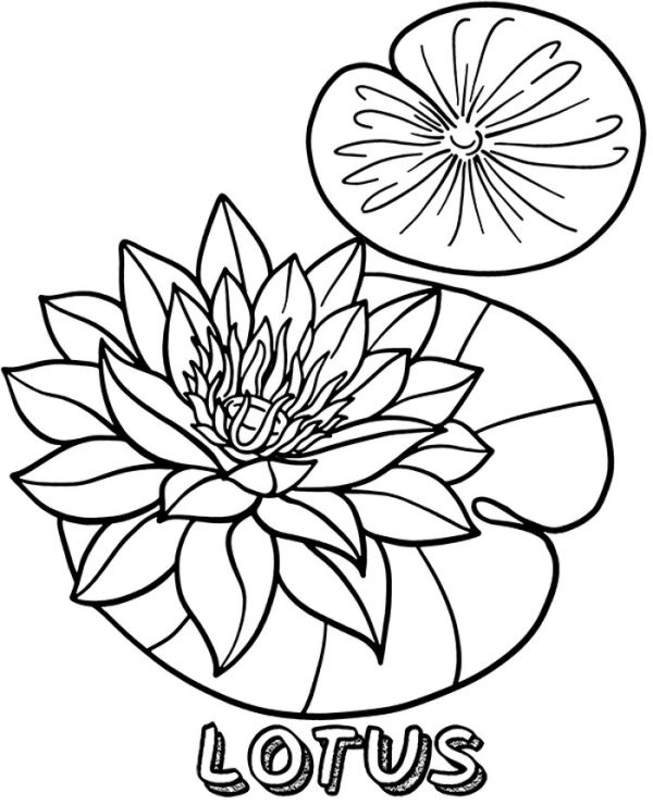 Flower Of Lotus Coloring Sheet Free Picture