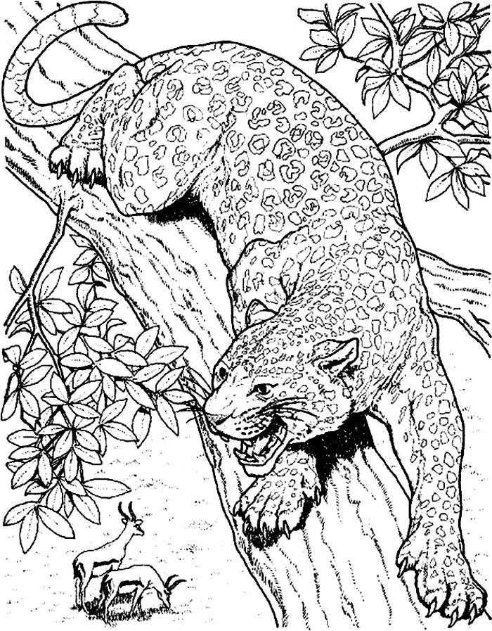 Food For Leopard Coloring Pages