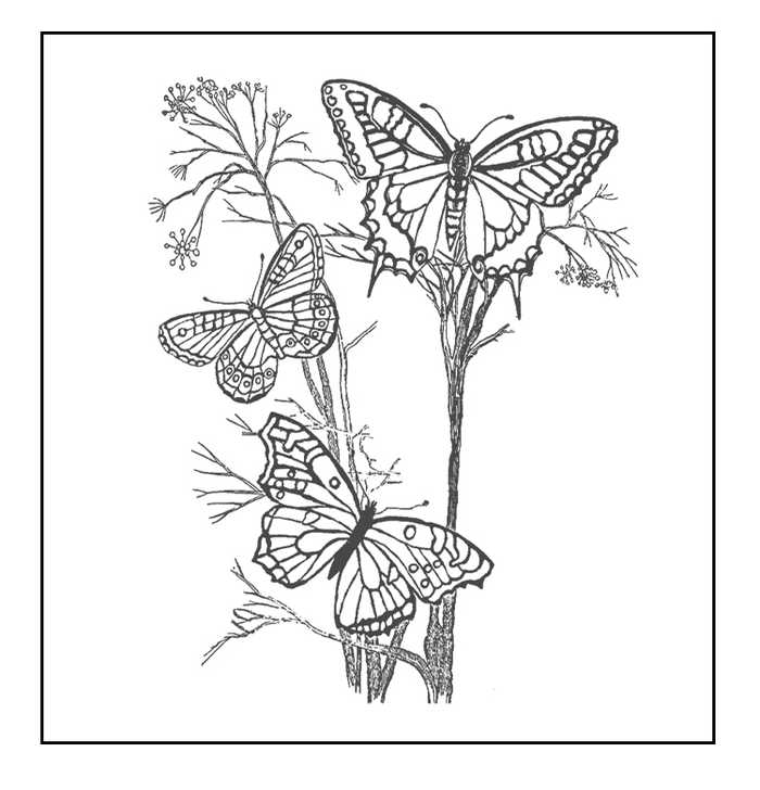 Free Butterfly Coloring Pages 1