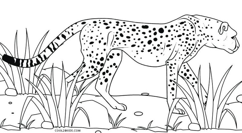 Free Cheetah Coloring Pages