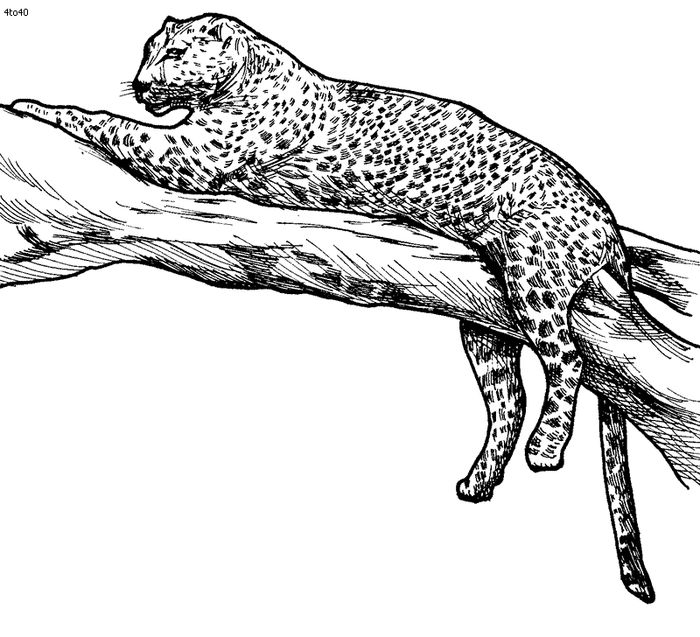 Free Coloring Pages Leopard