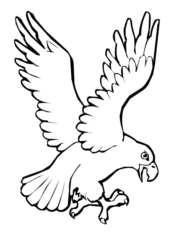 Free Coloring Pages Parrot