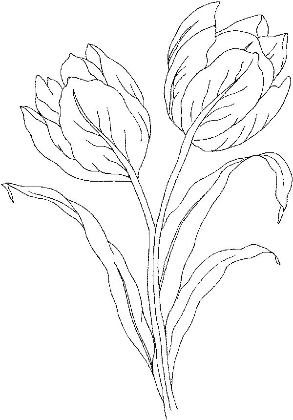 Free Coloring Pages of Tulip