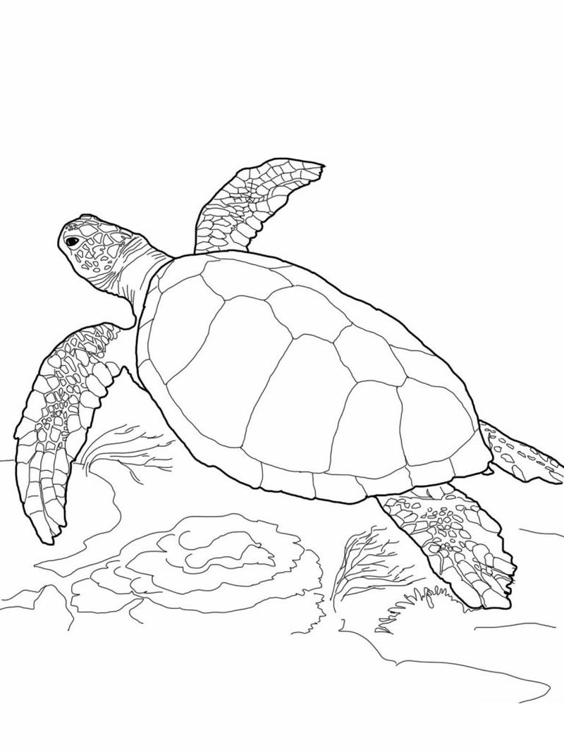 Free Coloring Pages of Turtles