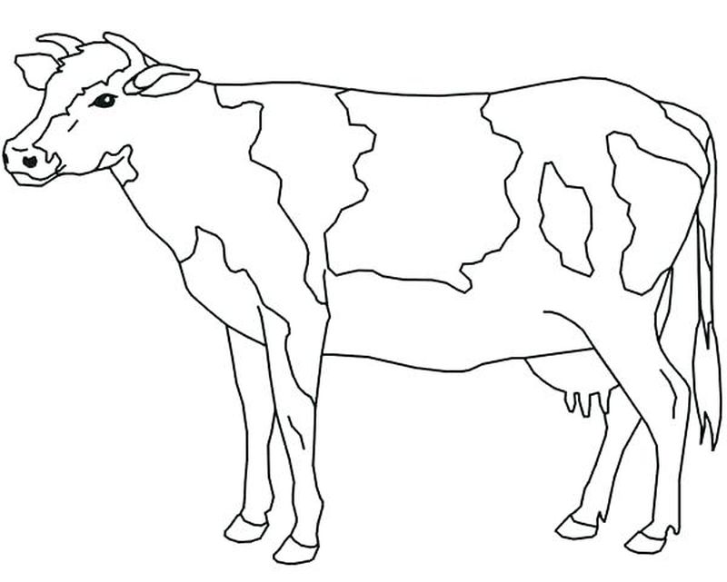 Cute Cow Coloring Pages PDF - Coloringfolder.com