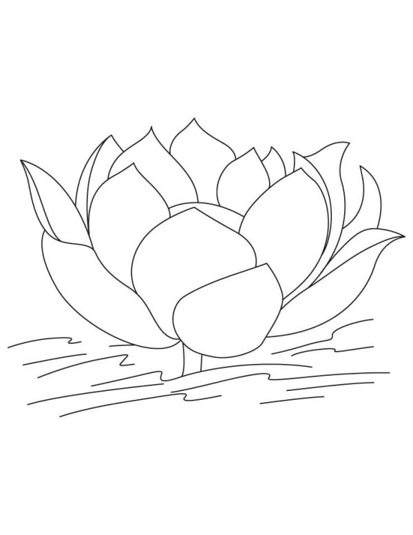 Free Lotus Coloring Pages