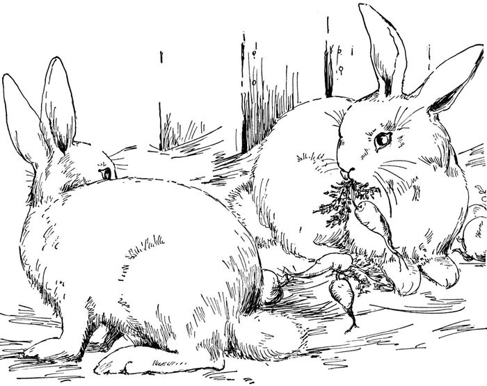 Free Printable Adult Coloring Pages Rabbit