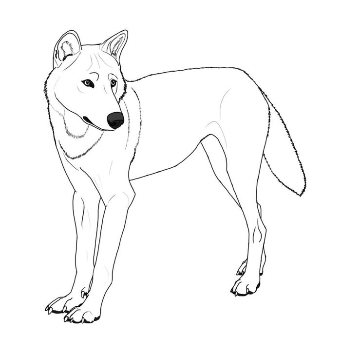 Free Printable Coloring Pages For Adults Advanced Wolves