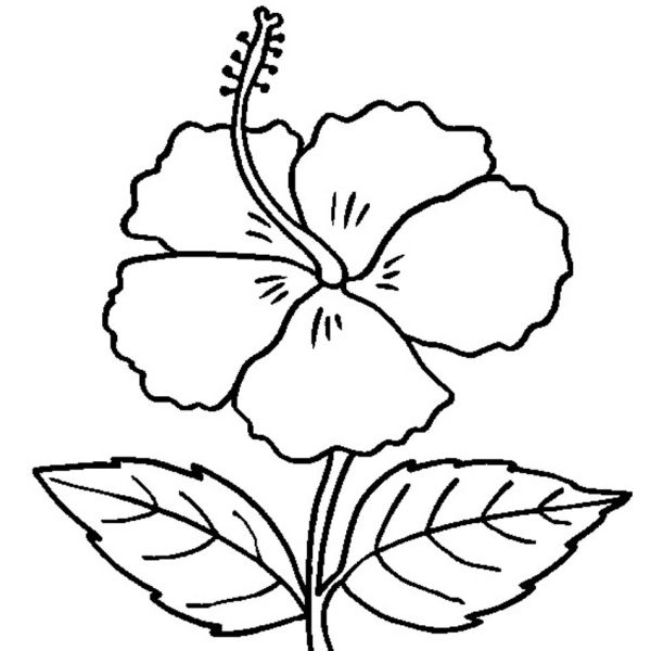 Hawaii Coloring Pages Pdf Free - Coloringfolder.com