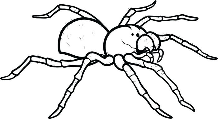 Free Spider Web Coloring Pages Printable