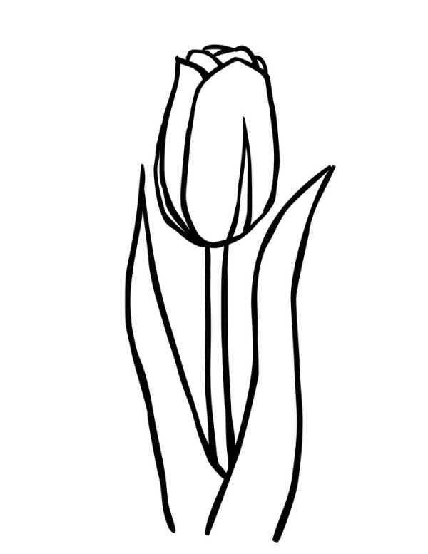 Free printable tulip coloring pages
