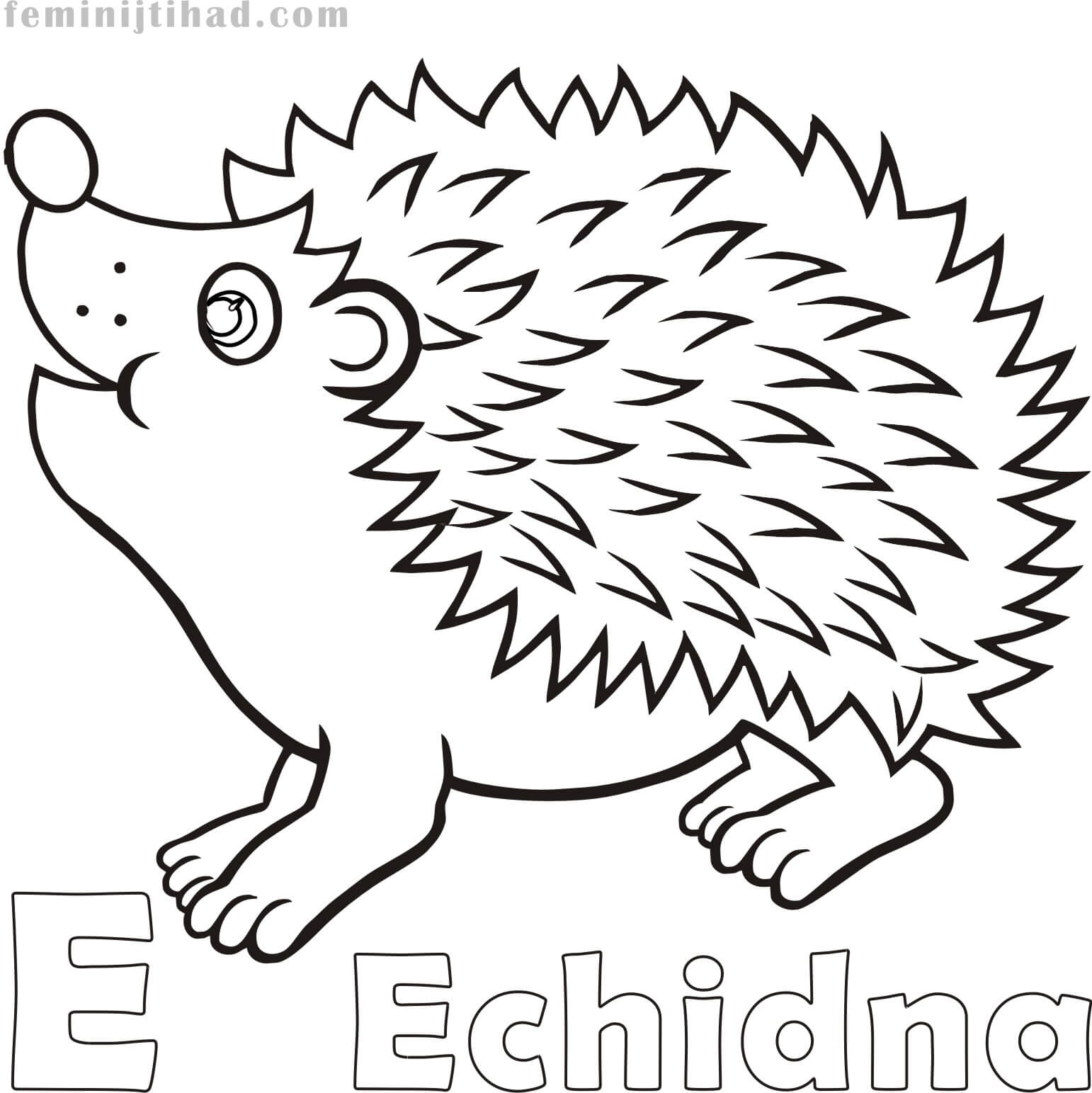 Free Echidna Coloring Page