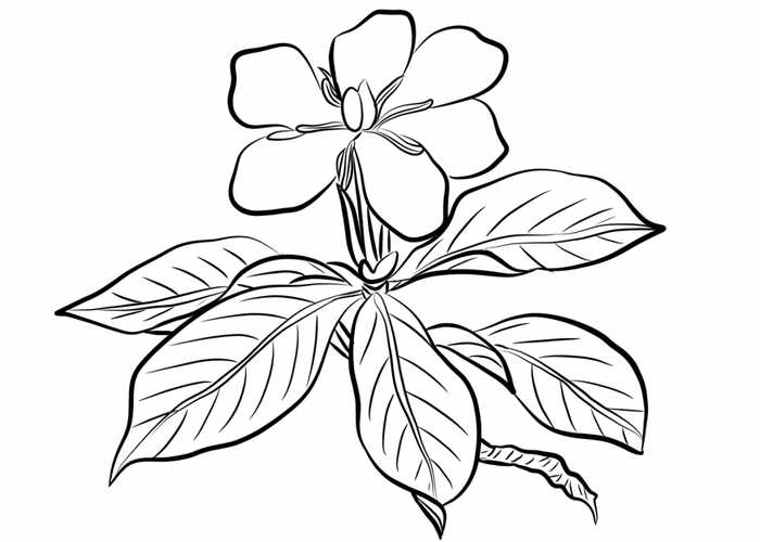 Gardenia Flowers Coloring Pages