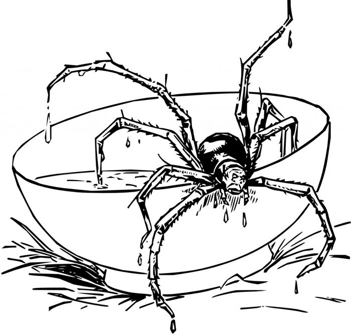 Giant Spider Coloring Pages Eating