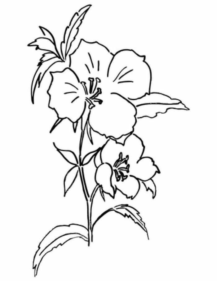 Godetia Flowers Coloring Pages