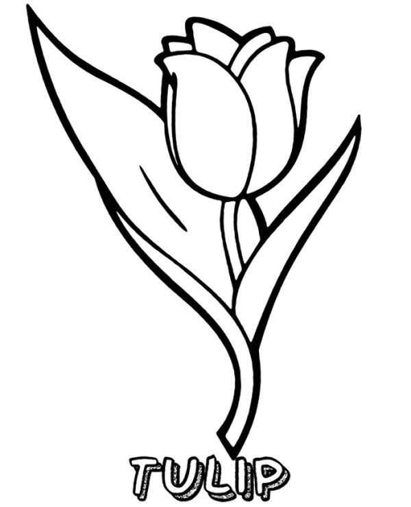 Good Quality Tulip Coloring Page Worksheet