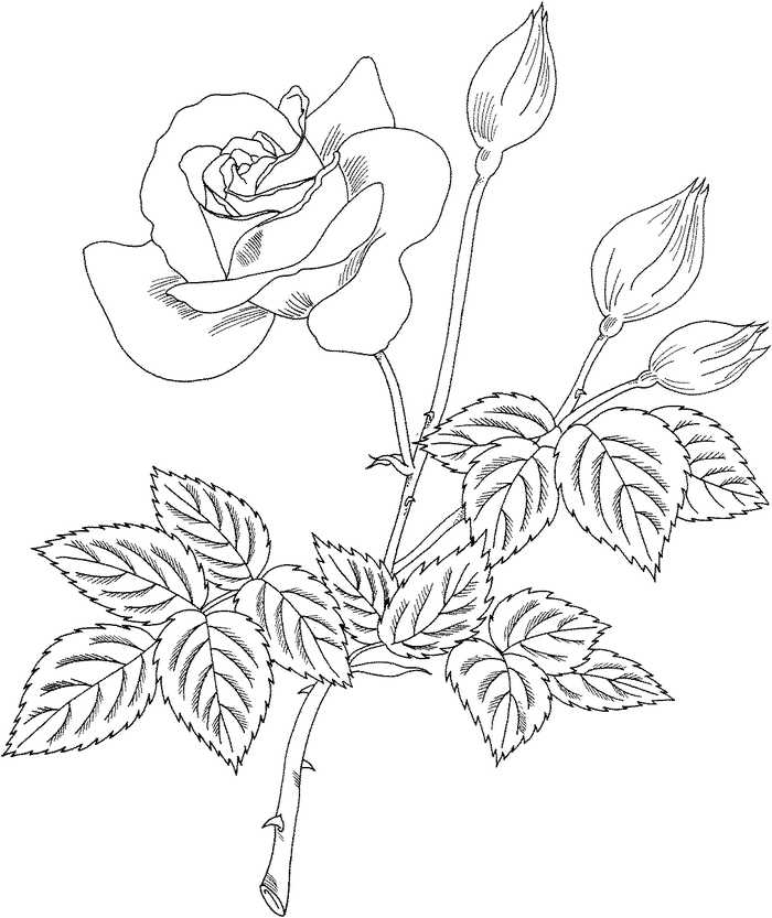 Grandiflora Rose Flowers Coloring Pages