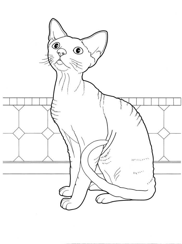 Hairless Cat Coloring Page
