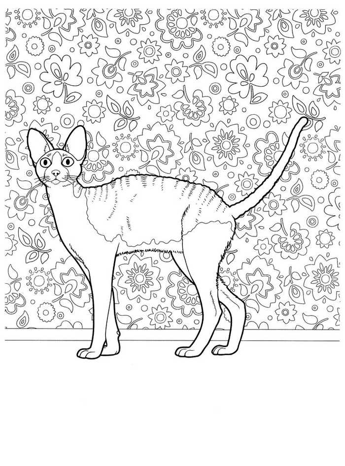 Hairless Cat Wallpaper Flowers Coloring Pages