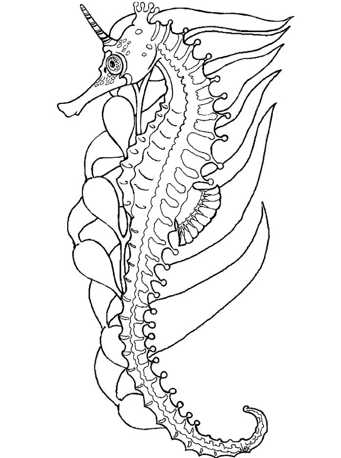 Hard Abstract Seahorse Coloring Pages