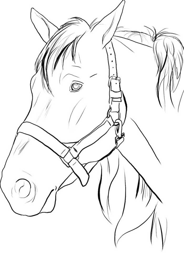 Head Of Horse Coloring Page