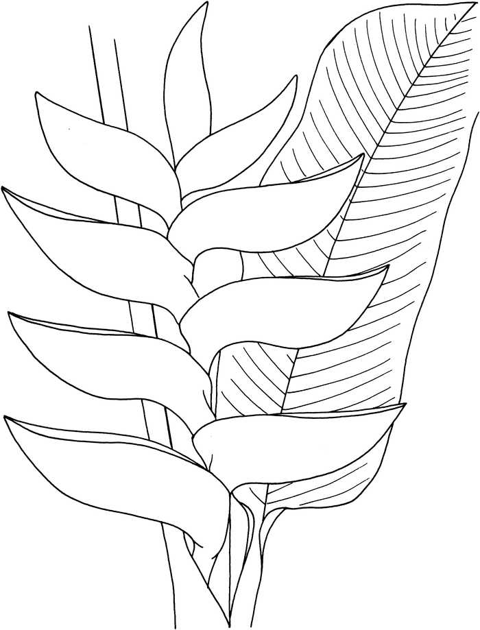Heliconia Flowers Coloring Pages