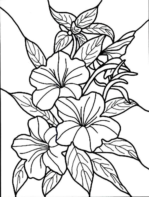 hawaiian flowers printable coloring pages