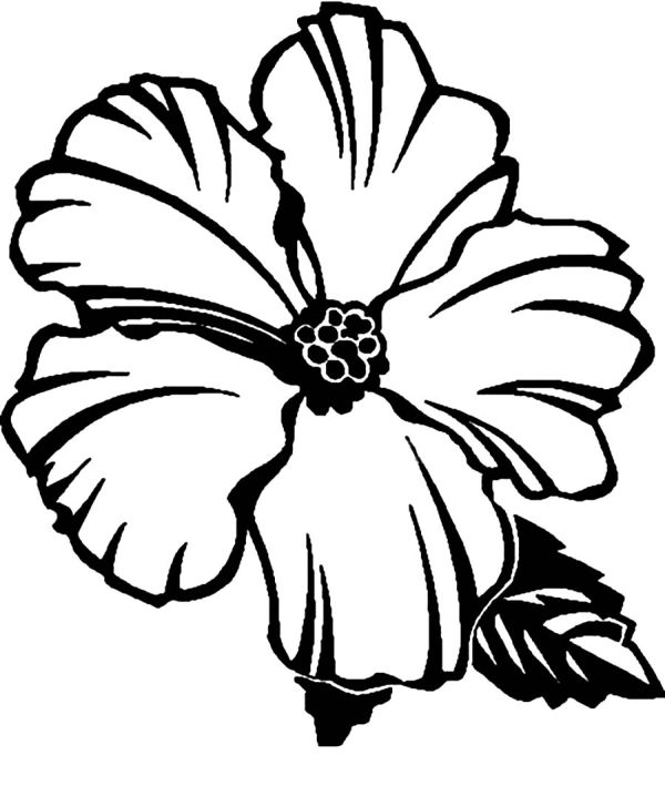 Hibiscus Coloring Pages Photos