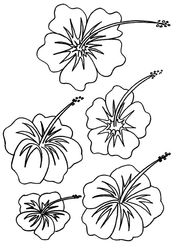 Hibiscus Coloring Pages Pictures