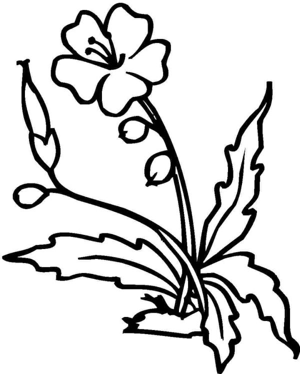 Hibiscus Coloring Pages for Kids