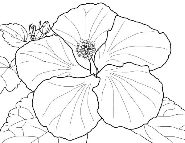 Hibiscus Floral Coloring Sheet for Girls