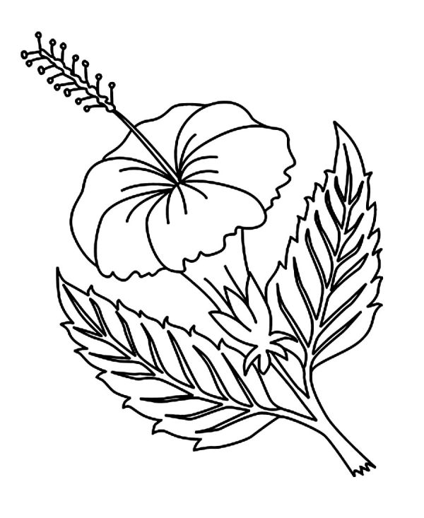 Hibiscus Flower Coloring Pages Printable