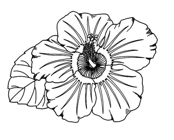 Hibiscus Flower Coloring Pages for Kids