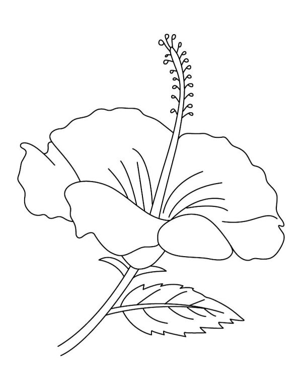 Hibiscus Flower Coloring Pages to Print