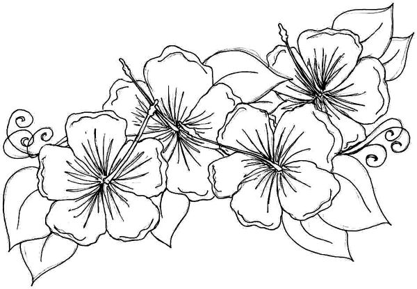 Hibiscus Flower Coloring Pages