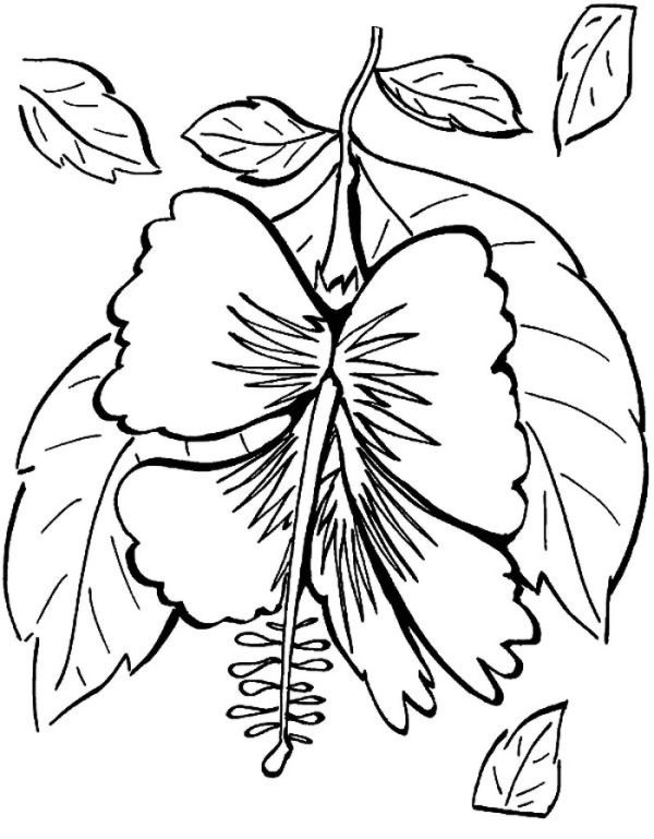 Hibiscus Coloring Pages PDF To Print - Coloringfolder.com