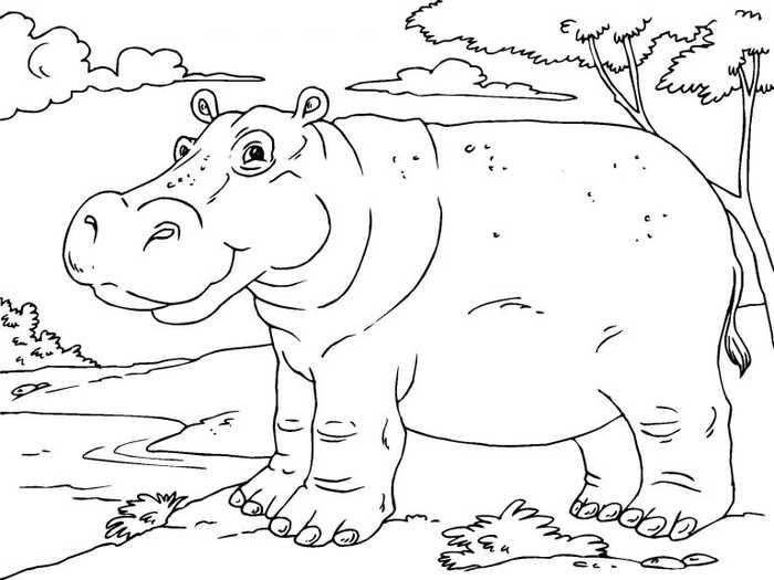 Hippo Animal Coloring Pages