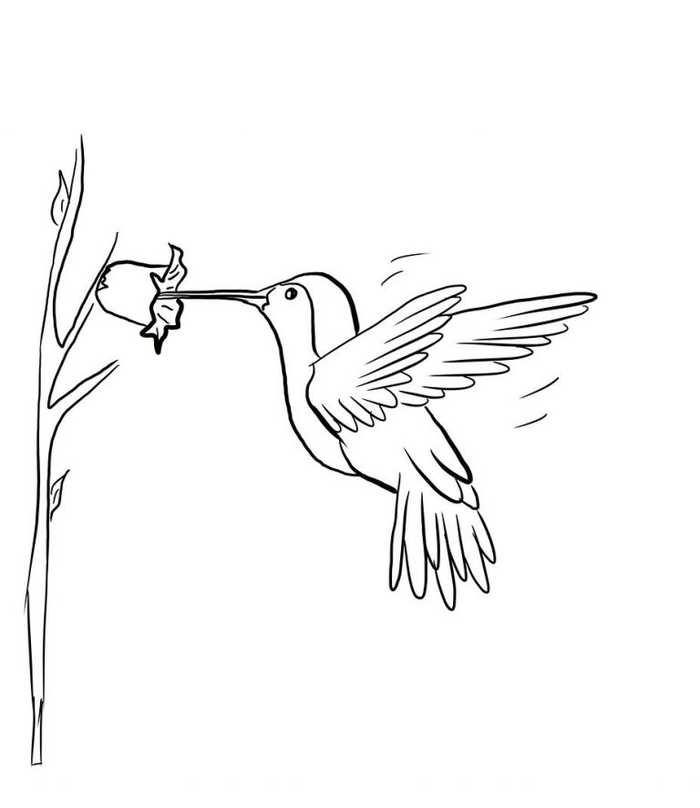 Hummingbird Animal Coloring Pages