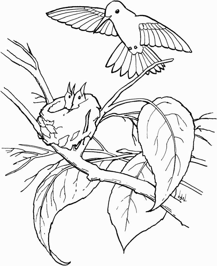 Hummingbird Nest Animal Coloring Pages