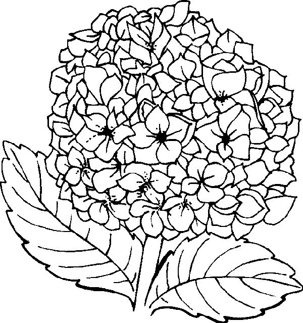 Hydrangea Flower Coloring Pages for Girls