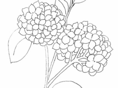 Hydrangea Flower Lineart Drawing Coloring Pages