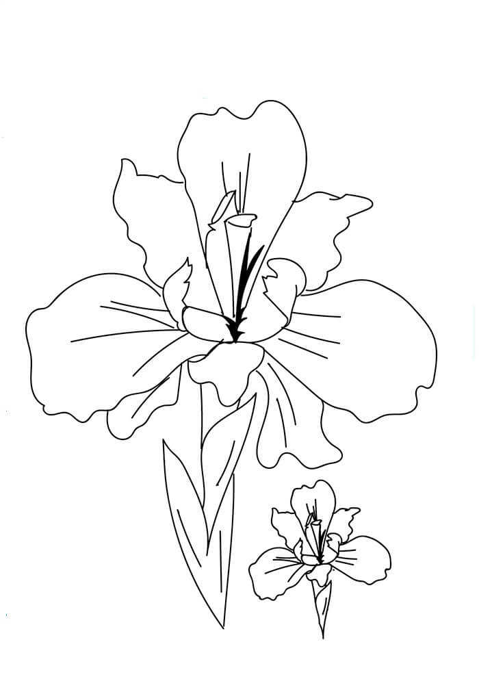 Iris Flowers Coloring Pages