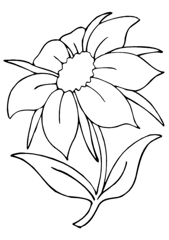 Jasmine Flowers Coloring Pages