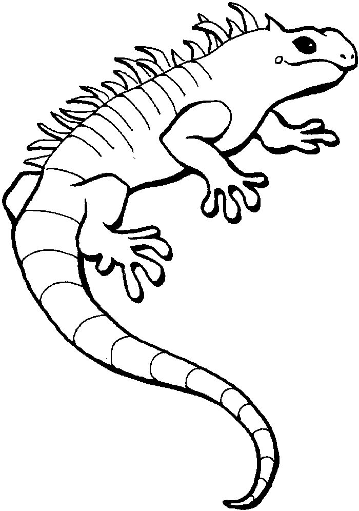 Jungle Lizard Coloring Pages