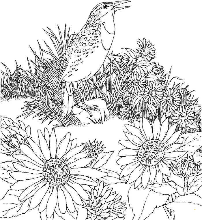 Kansas Bird Meadowlark Coloring Page