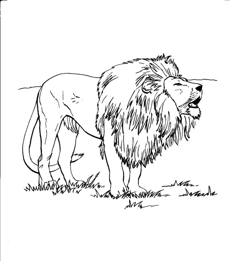 Kids Coloring Pages of Lion